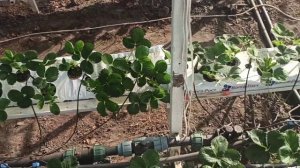 Выращивание клубники на минеральной вате. Моë мнение.