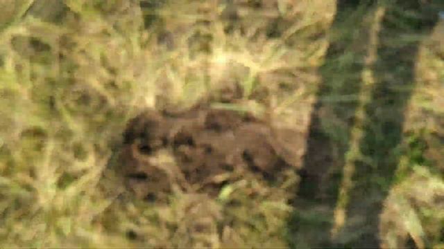 Тайны старого дуба, или что скрывается под ним? смотреть онлайн