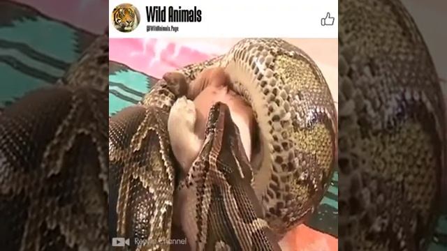 Anaconda enter Pigpen eats pig ||Cannot believe my eyes gyant python devours a pig ? смотреть онлайн