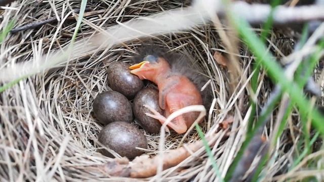 Рейдерский захват гнезда кукушкой.. смотреть онлайн