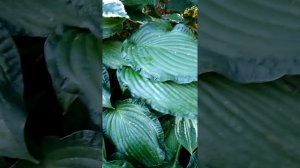 Хоста Альбопикта Август