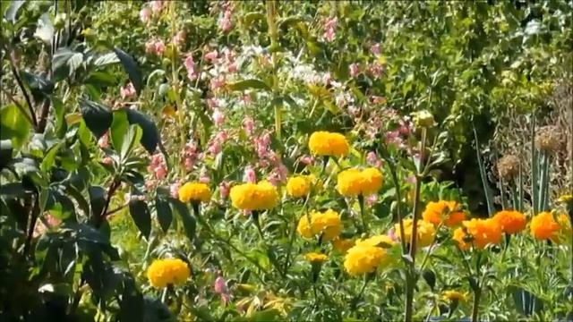 Созрели русские бобы в Закатове!??????? смотреть онлайн