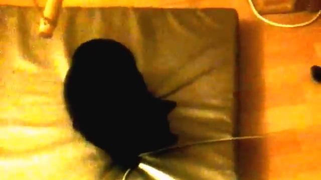 Котёнок белый + котёнок черный + верёвочка смотреть онлайн