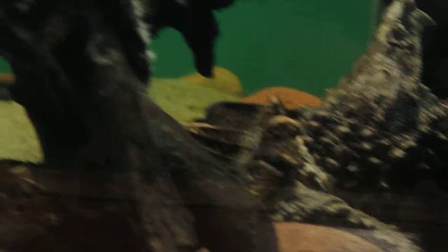 Грифовая черепаха. смотреть онлайн