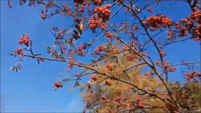 Рябина....От весны до весны... смотреть онлайн