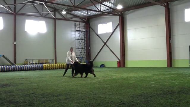 Дебют фристайл Якименко Алена и Либен Берн Оксфорд смотреть онлайн