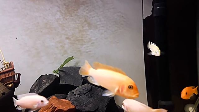 цихлиды красная зебра с икрой . red zebra cichlids with caviar смотреть онлайн