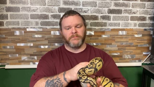 Hosting your own Reptile Expo смотреть онлайн