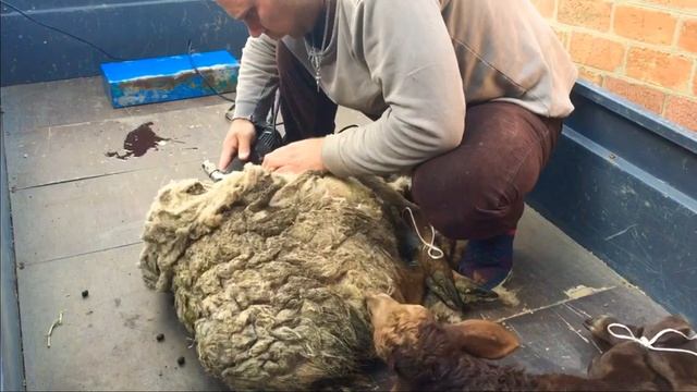 Баранчик Эдельбай на племя матка в подарок )) смотреть онлайн