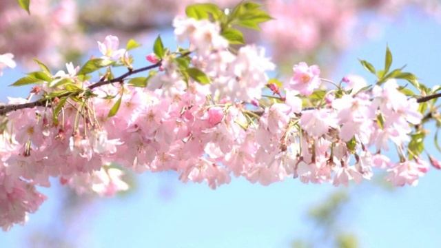 Деструктивные привычки и ваши Эго.