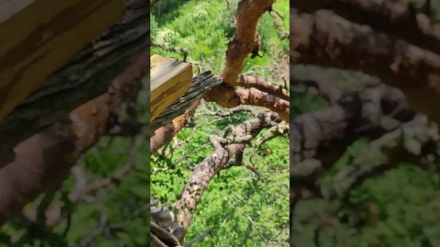 Бортевой мёд от диких пчел в 200 летней деревне Башкортостана смотреть онлайн