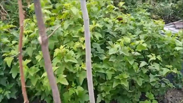 Дачный VLOG: Что выросло на даче / AZIMlife#дача смотреть онлайн