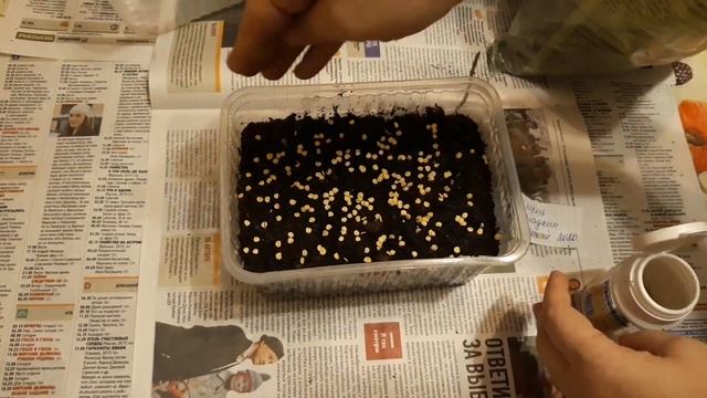 Перец взойдёт шапкой после такой процедуры. Огород без хлопот. смотреть онлайн