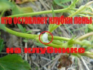 НА КЛУБНИКЕ  КЛУБКИ  ПЕНЫ,ЧТО ЭТО ТАКОЕ  И ЧТО ДЕЛАТЬ  ?