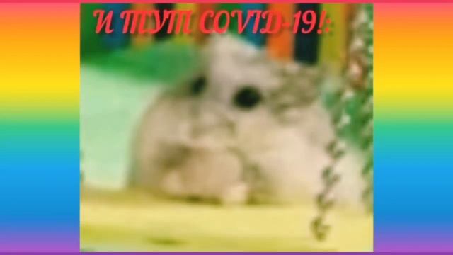 ДЖУНГАРИКИ ПРИКОЛЫ!??ПРИКОЛЬНЫЕ ДЖУНГАРИКИ НА КАРАНТИНЕ!! смотреть онлайн