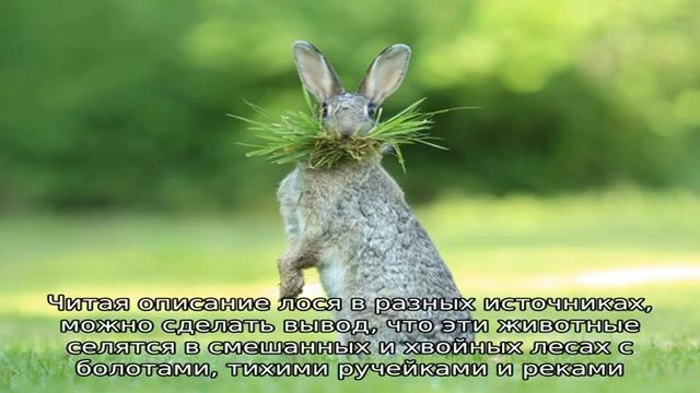 Узнаем как объяснить, чем лось отличается от оленя? смотреть онлайн