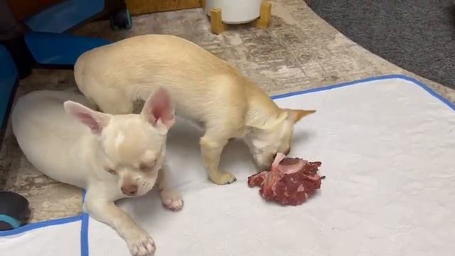 главные хищники чихуашки , привет из нового дома выпускники питомника чихуахуа Кастропуло смотреть онлайн