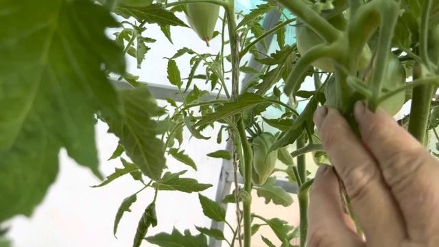 Обзор томатов по сортам. 23.06.2023 Часть N3 смотреть онлайн
