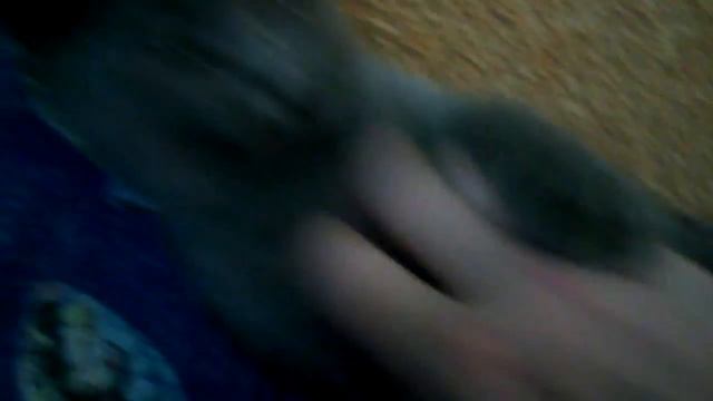 злой немецкий кот играет 2 смотреть онлайн
