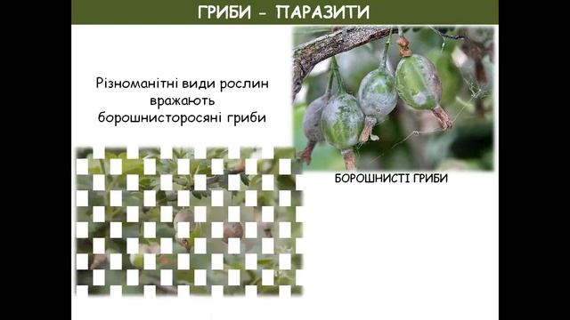 ГРИБИ - ПАРАЗИТИ смотреть онлайн