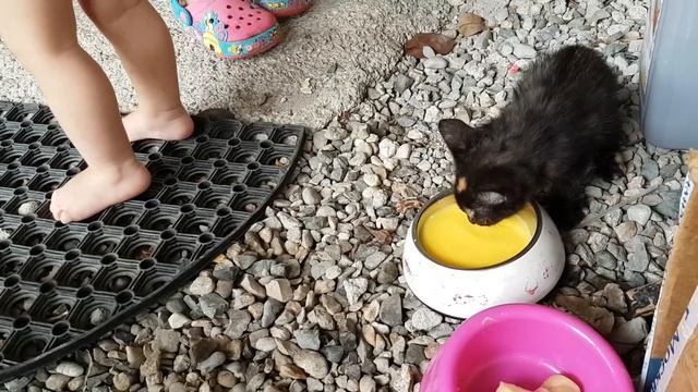 Хотим взять собачку, посылочки и готовим будку смотреть онлайн