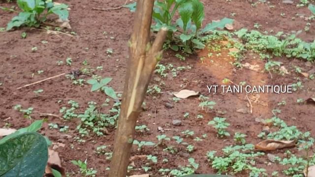 BONGKAR 100 % AGAR JAMBU GUAVA CEPAT BERBUAH /How to guava grafting tree/SUBT смотреть онлайн