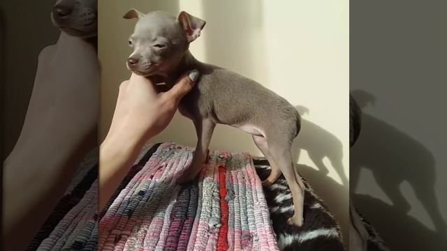 Лиловая девочка/рус.той/продается смотреть онлайн