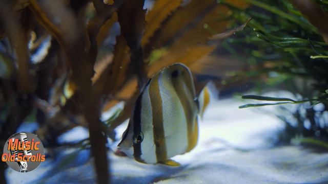 Golden Oldies Greatest Hits 50s 60s | Top 100 Oldies But Goodies 50s 60s 70s