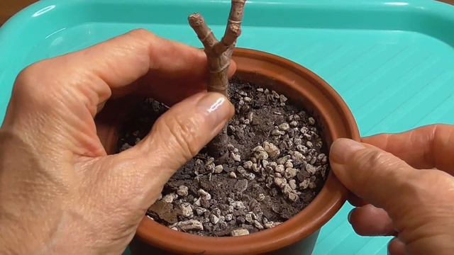 Как размножить денежное дерево. Размножение листом. смотреть онлайн