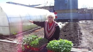 ПОСЛЕДНЕЕ ЗАКАЛИВАНИЕ ТОМАТОВ ПЕРЕД ВЫСАДКОЙ. Ольга Чернова.