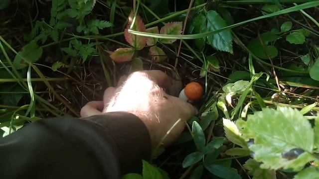 За грибами 10 августа.Грибы везде.Белые и подосиновики.Тихая охота.Грибной бумбум продолжается
