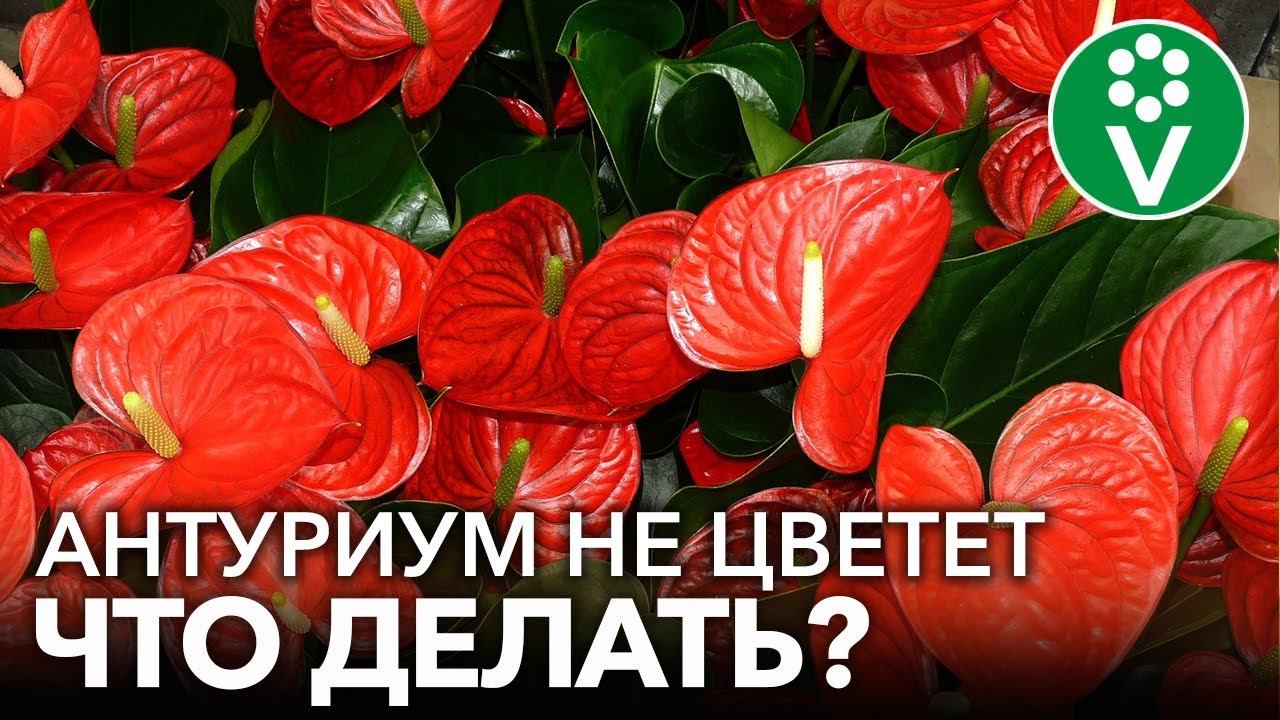 АНТУРИУМ БУДЕТ ЦВЕСТИ КАК СУМАСШЕДШИЙ! Правильная пересадка и уход за антуриумом смотреть онлайн