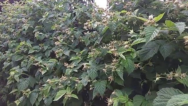 Штамбовая малина Сказка и Таруса (Малиновое дерево). смотреть онлайн