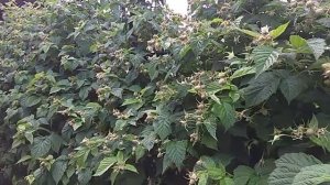 Штамбовая малина Сказка и Таруса (Малиновое дерево).