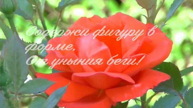 С Днем Рождения, Сестра! Красивое поздравление на день рождения сестре. Музыкальная видео открытка смотреть онлайн