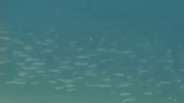 © Рыбы Чёрного моря Песчанка Gymnammodytes cicerelus 02 Video Dr Oleg смотреть онлайн