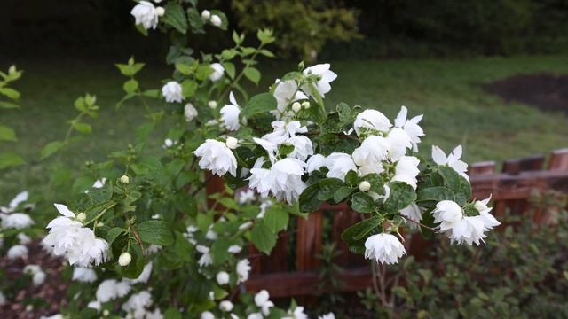 Pearls of Perfume™ Mock Orange - Philadelphus lewisii 'Pearls of Perfume™' смотреть онлайн