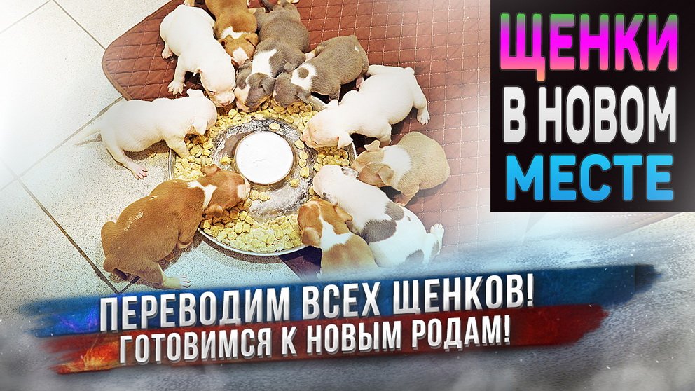 Большой переезд! Сразу 20 собак и щенков передвигаем по питомнику. Скоро новые роды! смотреть онлайн