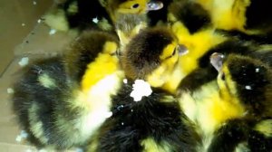 Индоутки. Разведение индоуток в домашних условиях