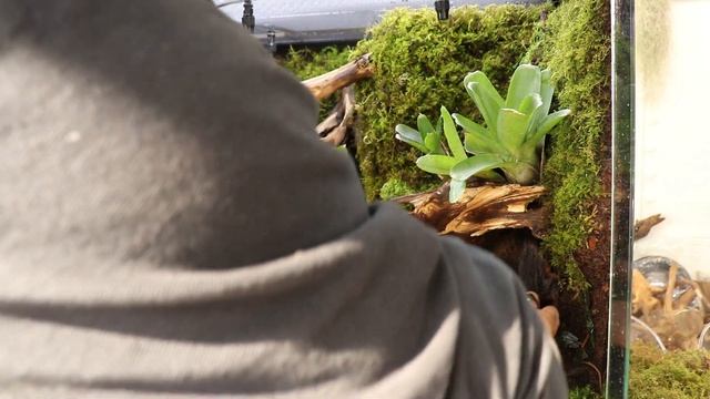 'Among Fallen Branches' How To Make a Newt Paludarium | '쓰러진 가지 사이' 뉴트 팔루다리움 만들기 | 60*45-60 смотреть онлайн