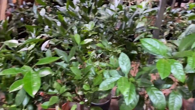 Различия цитрусов из питомников Оскар Тинтори и Сицилии смотреть онлайн