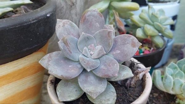 Graptopetalum superbum
