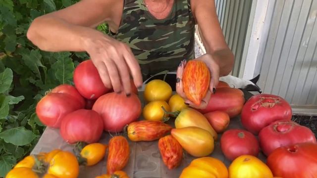 Любимые помидоры. Только сорта. Семена свои. смотреть онлайн