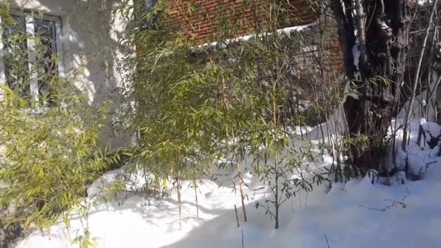 Грузия Ткибули 21.01.2022г. смотреть онлайн