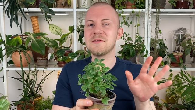 6 Wishlist Worthy Houseplants