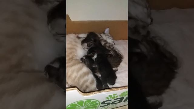 супер кошка кормит супер котят смотреть онлайн