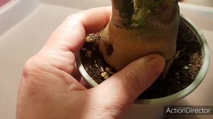 Как Отличить Гниль от Обезвоживания у Адениумов?Ссылка на Канал ElenS ?