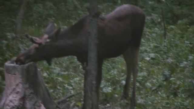 Лось на солонце 25 07 2020