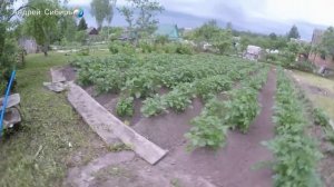 ПОЛУЧАЙ УРОЖАЙ КАРТОФЕЛЯ ТОННАМИ! САЖАЙ КЛУБНИ В ПИРАМИДУ И ГОТОВЬ МЕШКИ !