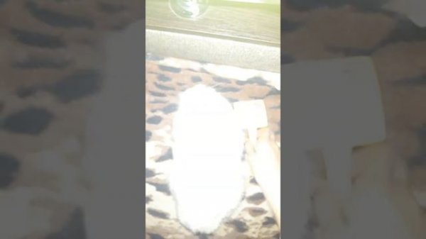 Как правильно расчесывать кролика//Все о кроликах